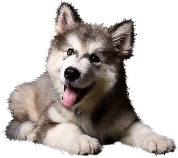 Cute Husky Puppy